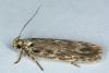 Depressaria sp.